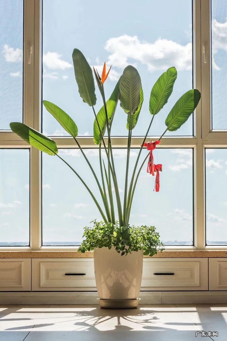 天堂鸟的风水 天堂鸟盆栽风水