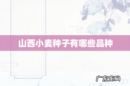 山西小麦种子有哪些品种