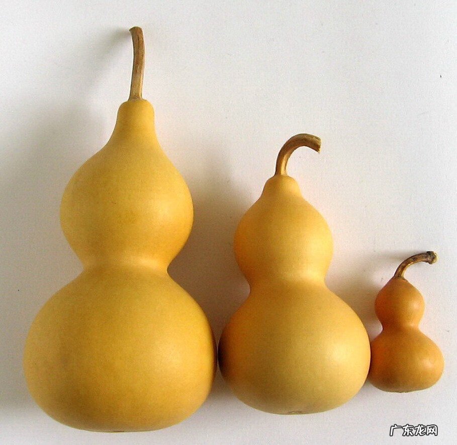 开口葫芦为什么24小时候盖上 开口葫芦24小时盖上盖子