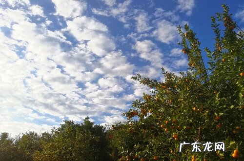 鹤地风水出怎样的人 从化仙人骑鹤风水考察