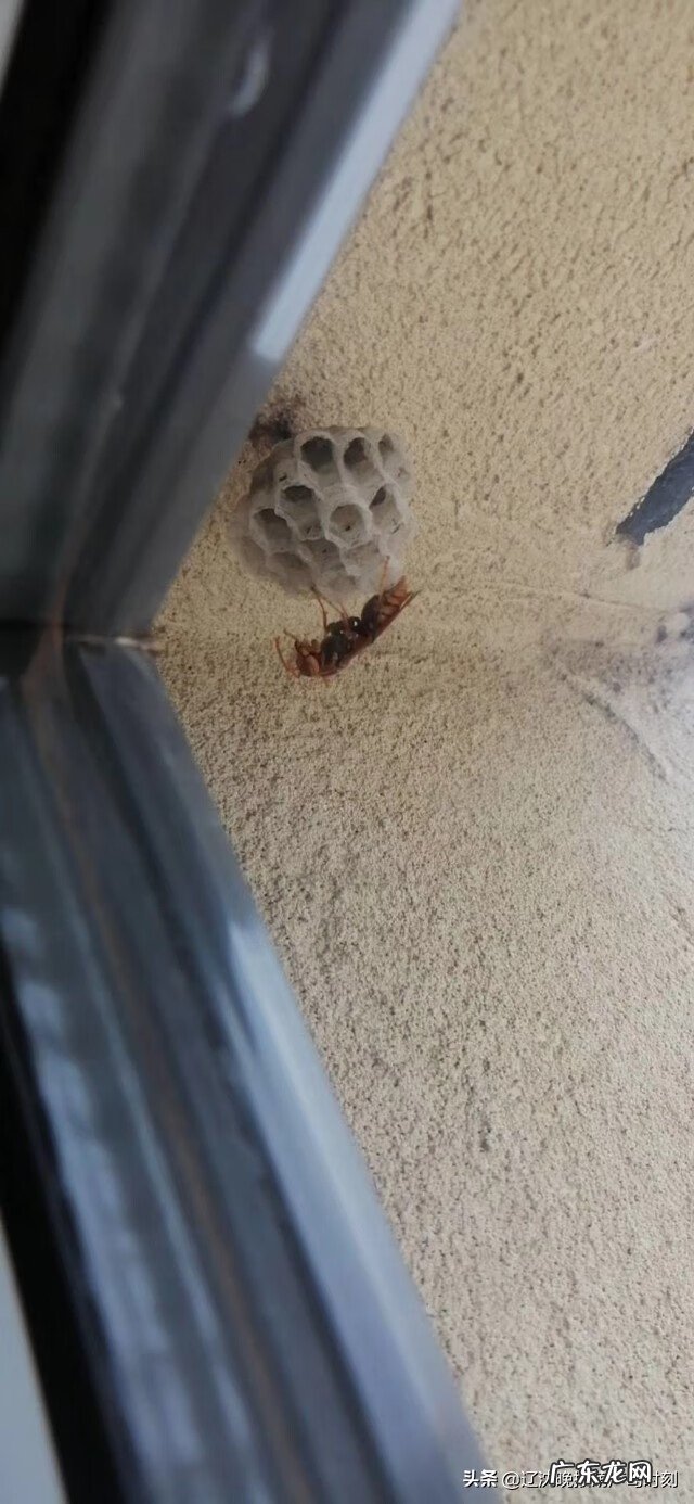 窗户有蜂巢风水是否好 窗外有蜂巢的风水