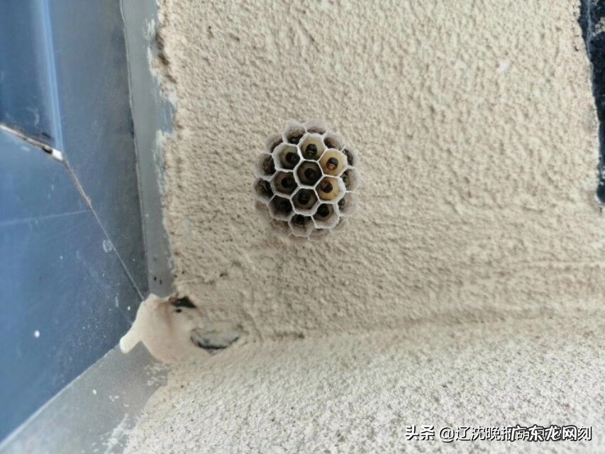 窗户有蜂巢风水是否好 窗外有蜂巢的风水