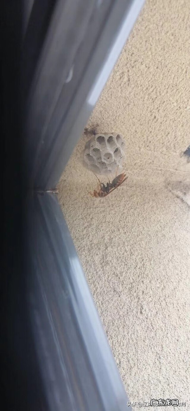 窗户有蜂巢风水是否好 窗外有蜂巢的风水