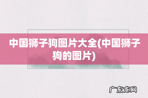 中国狮子狗的图片 中国狮子狗图片大全