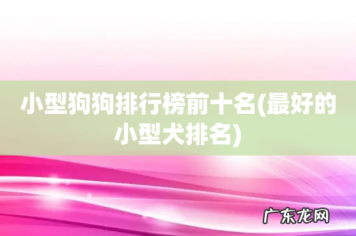 最好的小型犬排名 小型狗狗排行榜前十名