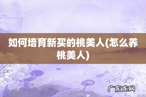 怎么养桃美人 如何培育新买的桃美人