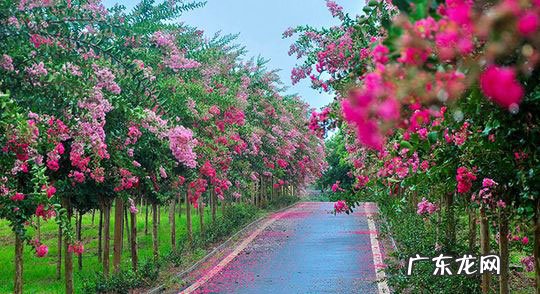 属猪家里养什么植物好 属猪的人家里适合养什么植物