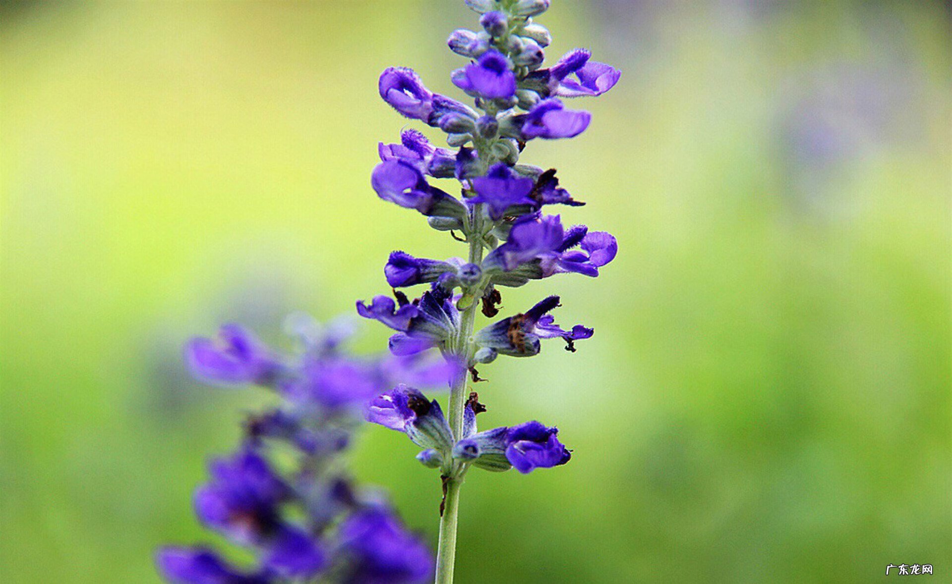 属猪家里养什么植物好 属猪的人家里适合养什么植物