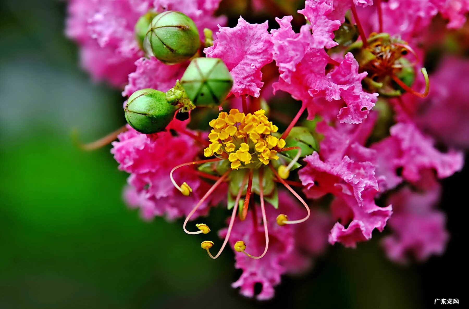 属猪家里养什么植物好 属猪的人家里适合养什么植物