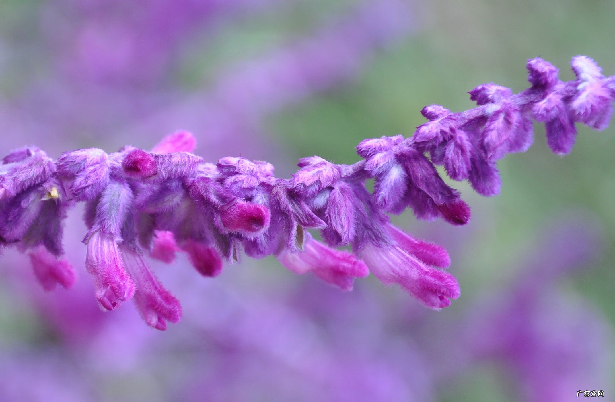 属猪家里养什么植物好 属猪的人家里适合养什么植物