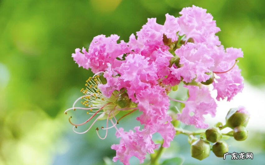 属猪家里养什么植物好 属猪的人家里适合养什么植物