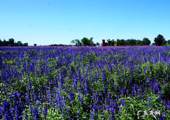 属猪家里养什么植物好 属猪的人家里适合养什么植物