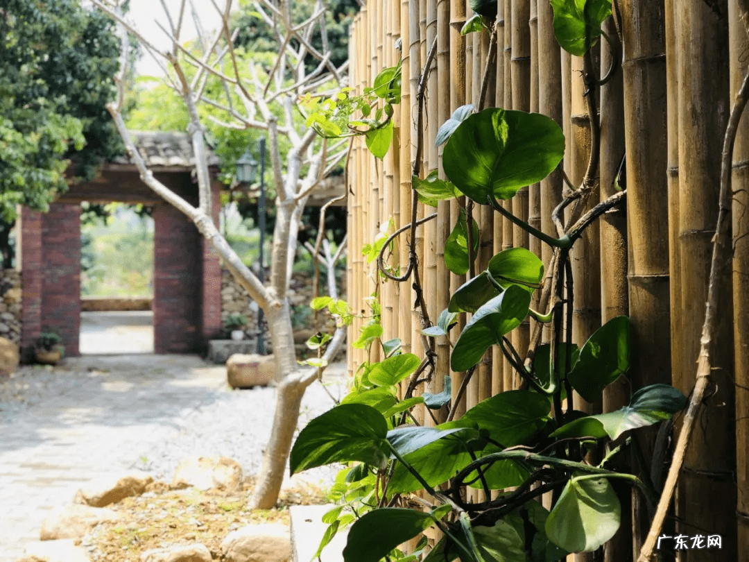 惠州玉兰口腔收费 惠州玉兰农场风水