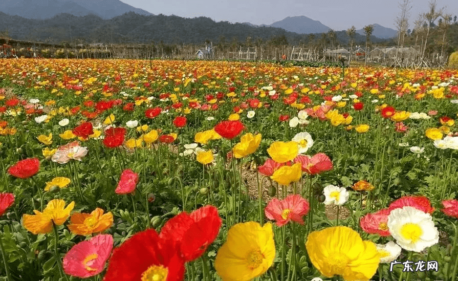 惠州玉兰口腔收费 惠州玉兰农场风水