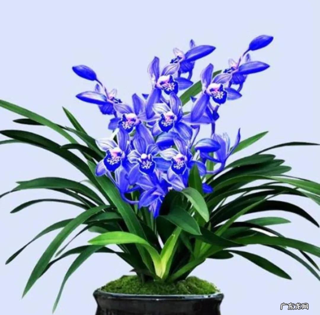 花中四君子是指哪三个植物 什么是花中四君子?