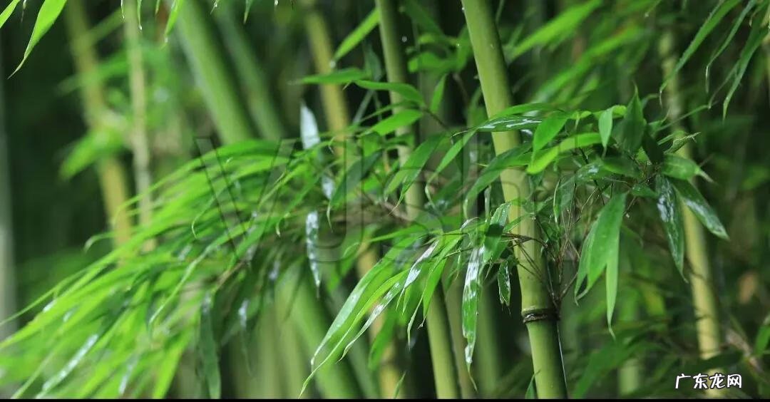 花中四君子是指哪三个植物 什么是花中四君子?