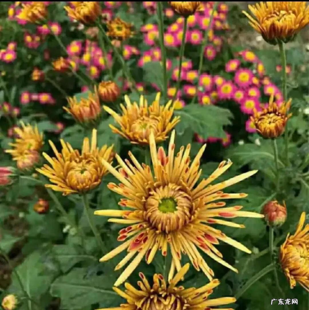 花中四君子是指哪三个植物 什么是花中四君子?