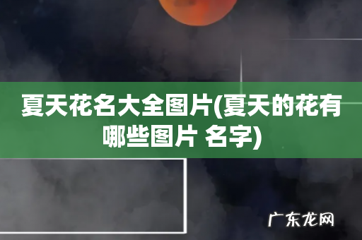 夏天的花有哪些图片 名字 夏天花名大全图片