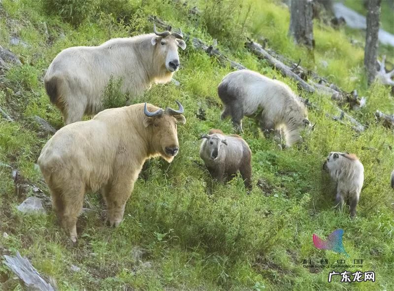 五星红旗风水化煞作用 红旗上写个令字是什么生肖
