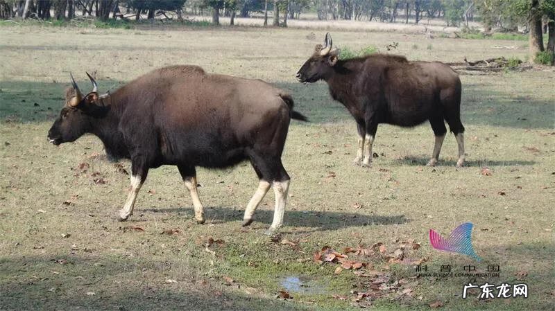 五星红旗风水化煞作用 红旗上写个令字是什么生肖