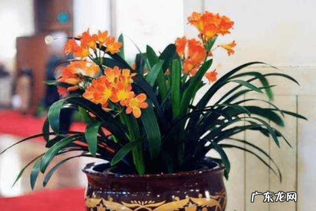 家居绿植风水 居家风水花卉