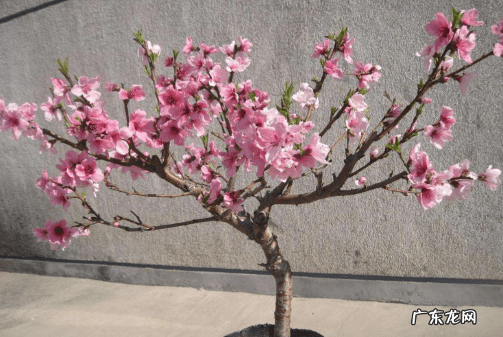 家居绿植风水 居家风水花卉