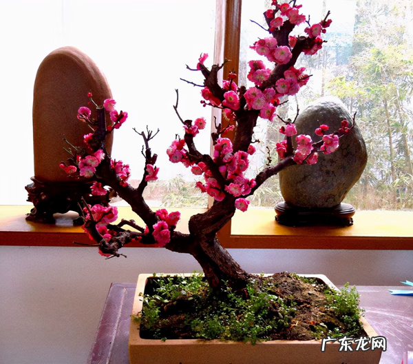 家居绿植风水 居家风水花卉