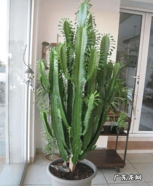 家居绿植风水 居家风水花卉