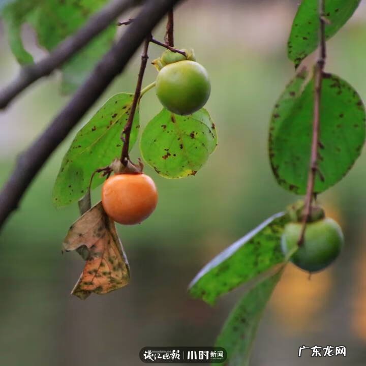 秋天的景色是什么样的 秋天的风景图片大全 大自然 真实