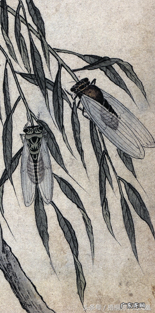 蚕宝宝吐水是什么原因 蝉吐水风水的寓意