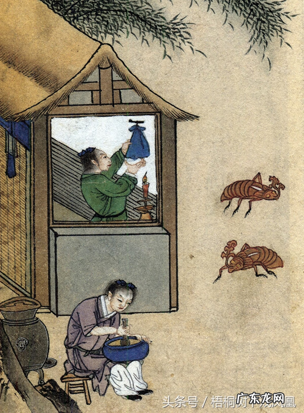 蚕宝宝吐水是什么原因 蝉吐水风水的寓意