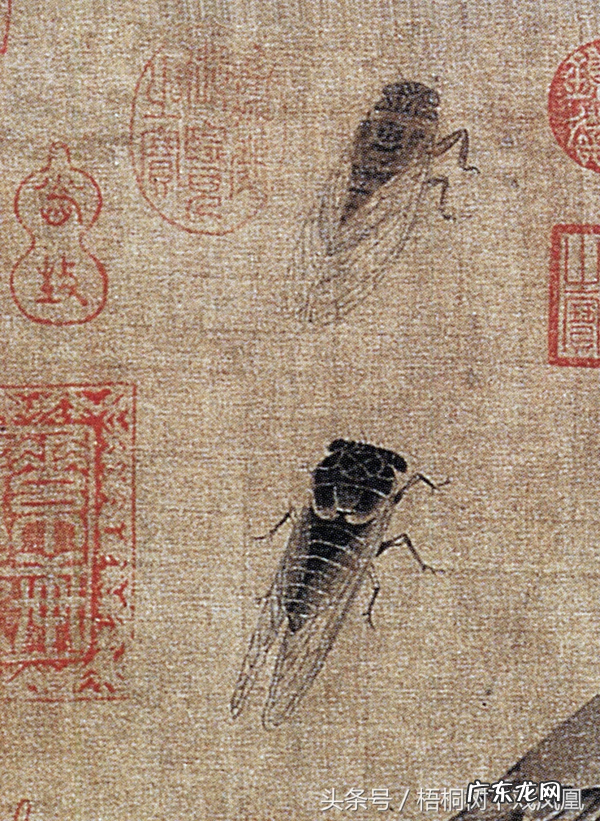 蚕宝宝吐水是什么原因 蝉吐水风水的寓意