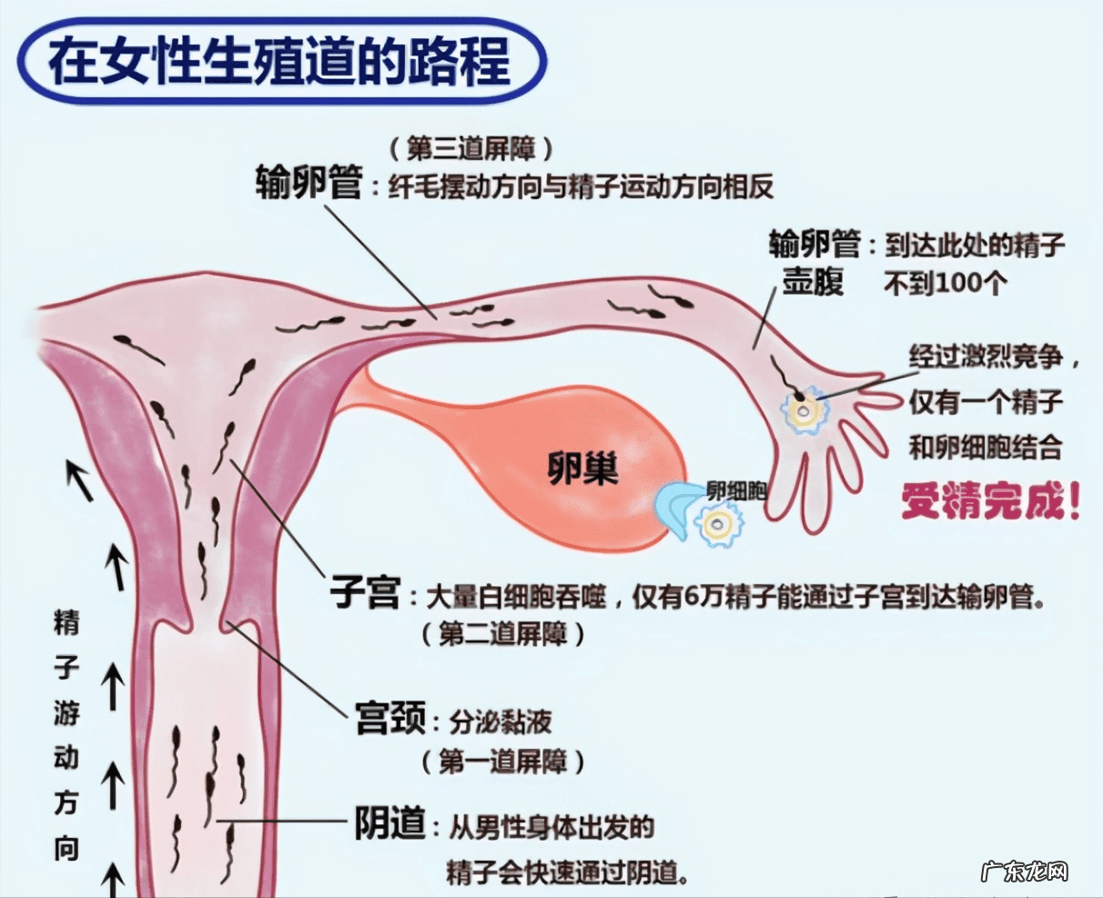 怎样才能恢复白带拉丝 白带不拉丝
