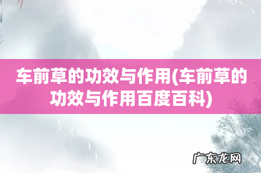 车前草的功效与作用百度百科 车前草的功效与作用