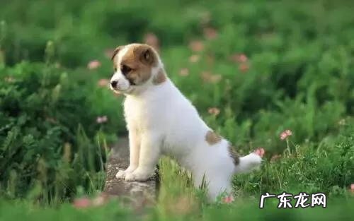 狗咬人风水上有讲究吗 狗带去走亲戚好吗