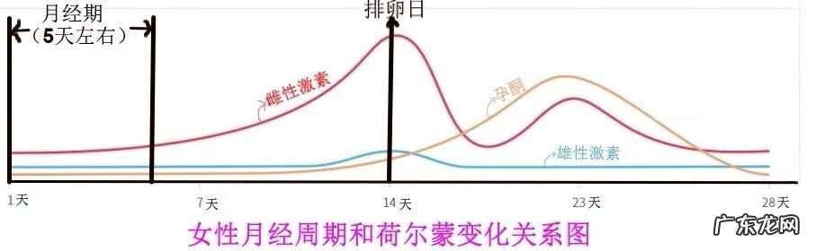 排卵期没有拉丝正常吗 排卵期没拉丝是不是没排卵