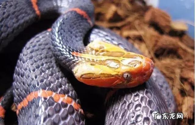 白头山血统是什么 马来西亚白头蛇