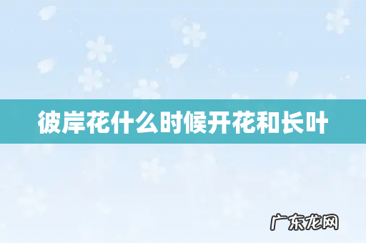 彼岸花什么时候开花和长叶