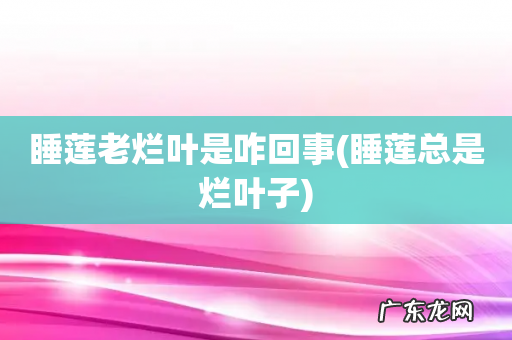 睡莲总是烂叶子 睡莲老烂叶是咋回事