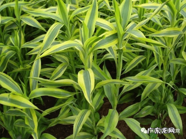 感觉我的这个农场风水很好