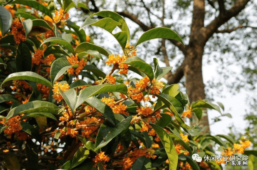 感觉我的这个农场风水很好