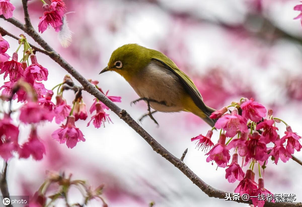 小学语文教学叙事随笔 小学语文教学叙事范文