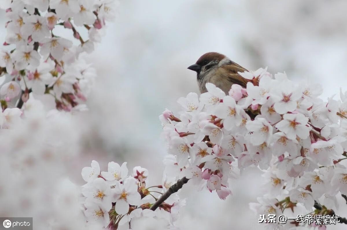小学语文教学叙事随笔 小学语文教学叙事范文