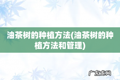 油茶树的种植方法和管理 油茶树的种植方法