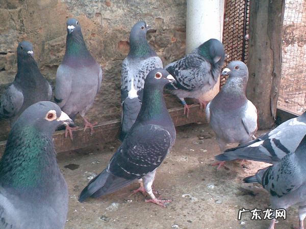 养鸽子可以辟邪吗 什么样的人不宜吃鸽子