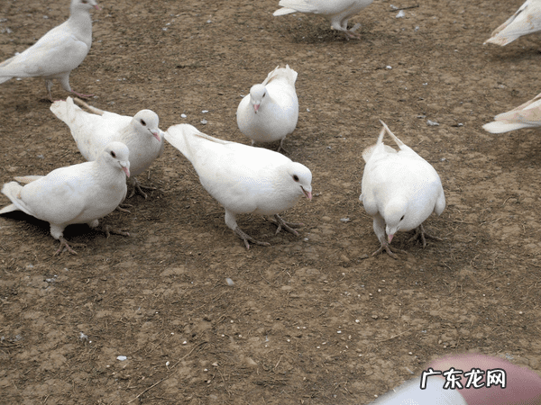 养鸽子可以辟邪吗 什么样的人不宜吃鸽子