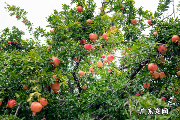 阳宅最好的风水树是哪几种 阳宅种树风水