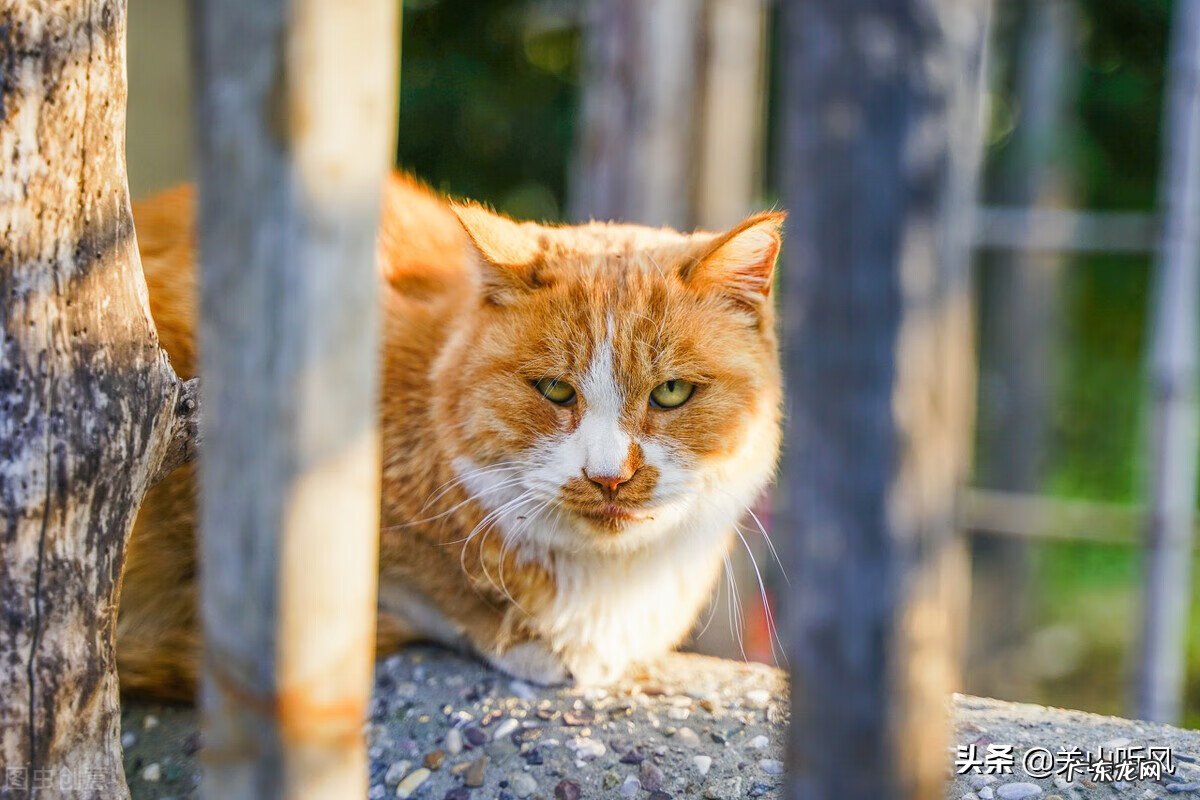 农村房子住南屋好不好 南方小屋连主屋风水如何