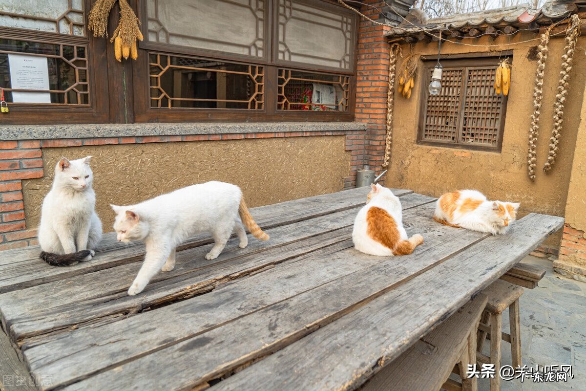 农村房子住南屋好不好 南方小屋连主屋风水如何