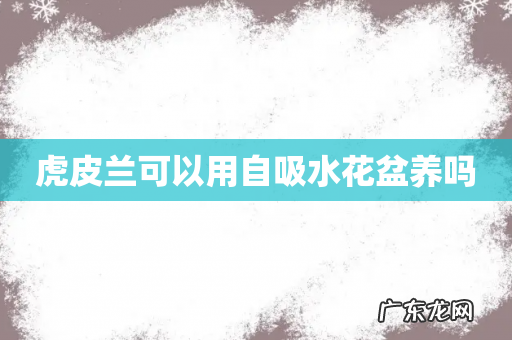 虎皮兰可以用自吸水花盆养吗